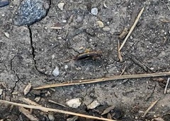 Forficula auricularia