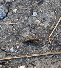 Forficula auricularia