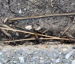 Forficula auricularia