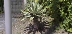 Agave