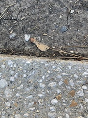 Forficula auricularia