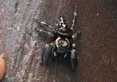 Phidippus maddisoni