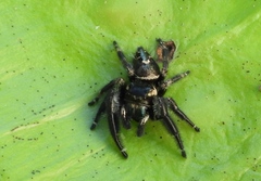 Phidippus maddisoni