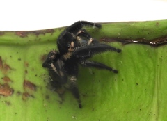 Phidippus maddisoni