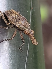 Eurinopsyche obscurata