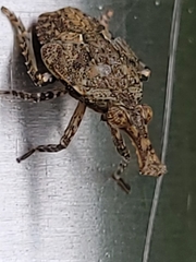 Eurinopsyche obscurata