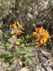 Dillwynia brunioides