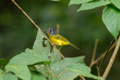 Phylloscopus poliogenys