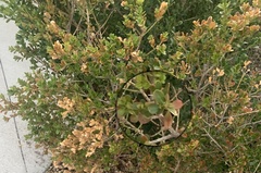 Quercus pacifica