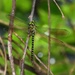 Aeschnophlebia laoshanensis - Photo (c) molstw,  זכויות יוצרים חלקיות (CC BY-NC)