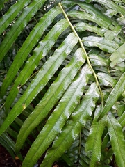 Ptisana salicina