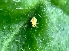 Symphypleona