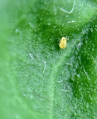 Symphypleona