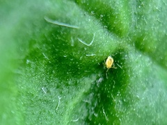 Symphypleona