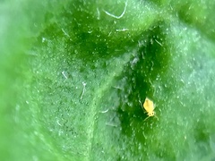 Symphypleona