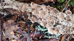 Stereum sanguinolentum