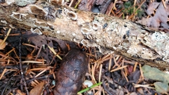 Stereum sanguinolentum