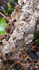 Stereum sanguinolentum