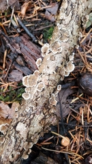 Stereum sanguinolentum