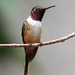 Magenta-throated Woodstar - Photo (c) Basar, some rights reserved (CC BY-SA)