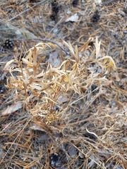 Saposhnikovia divaricata