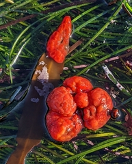 Metandrocarpa dura
