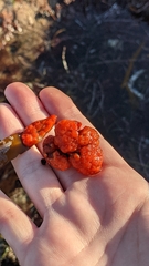 Metandrocarpa dura