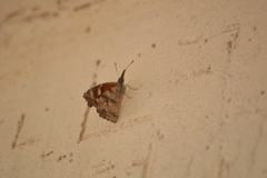 Libytheana carinenta