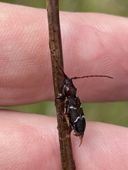 Ectosticta cleroides