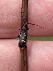 Ectosticta cleroides