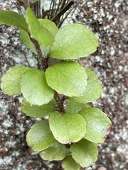 Gaultheria antipoda