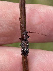 Ectosticta cleroides