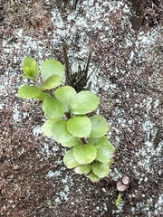 Gaultheria antipoda