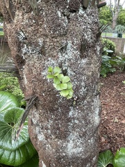 Gaultheria antipoda