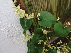 Reynoutria multiflora