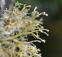 Sphaerophorus venerabilis