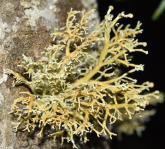 Sphaerophorus venerabilis