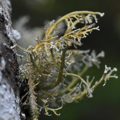 Sphaerophorus venerabilis