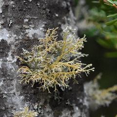 Sphaerophorus venerabilis