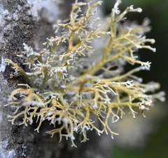 Sphaerophorus venerabilis