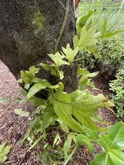 Microsorum pustulatum pustulatum