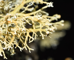 Sphaerophorus venerabilis