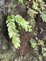 Tmesipteris lanceolata