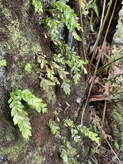 Tmesipteris lanceolata