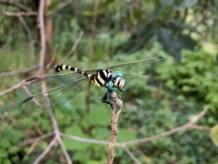 Lamelligomphus ringens