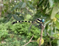 Lamelligomphus ringens