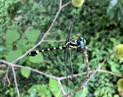 Lamelligomphus ringens