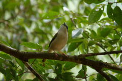 Pteruthius aeralatus annamensis