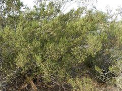 Larrea tridentata
