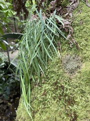 Asplenium flaccidum